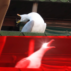 Орущая чайка