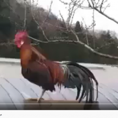 ПЕТУХ Сука