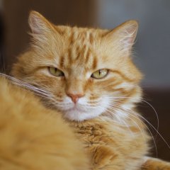 Рыжик