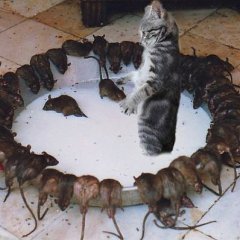 Вы чё охренели