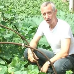 Доктор попов огурец