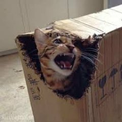 Кот Шрёдингера