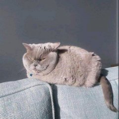 Кот