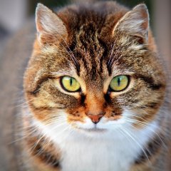 Котик говнотик