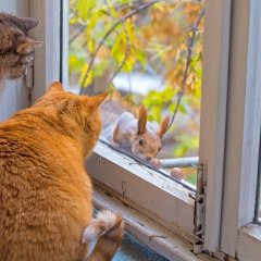 КОТЫ БЕЛКА