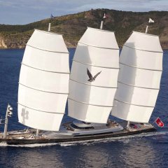 Maltese Falcon