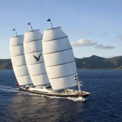 Maltese Falcon