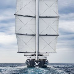 Maltese Falcon