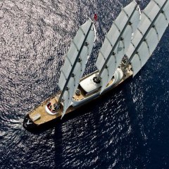 Maltese Falcon