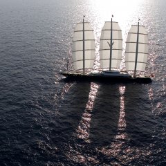 Maltese Falcon