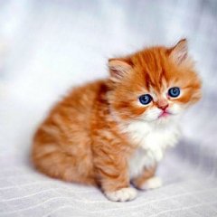 Милый котик тебя сожрёт