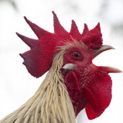 Опущенный Петух Кукарекает