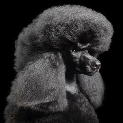 Пёс