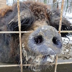 Свинопрыг мальцов