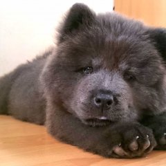 9 Safe Foods To Give As Dog Treats