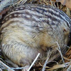 African ground squirrel - Hibernation