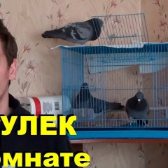 Голубь Райс и компания 7 ГУЛЕК В КОМНАТЕ