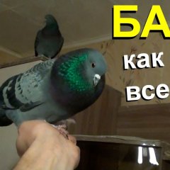 Голубь Райс и компания БАРЯ КАК ВСЕГДА