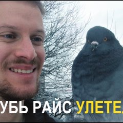 Голубь Райс и компания ГОЛУБЬ РАЙС УЛЕТЕЛ
