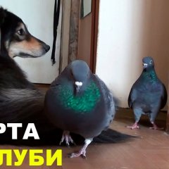 Голубь Райс и компания МАРТА И ГОЛУБИ