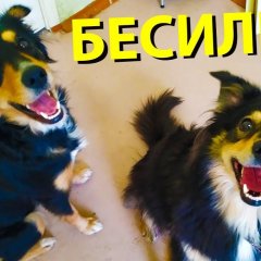Голубь Райс и компания