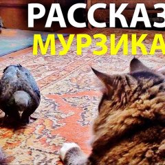 Голубь Райс и компания
