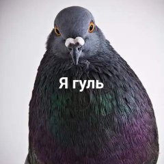 Голубь Я ГУЛЬ