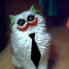 Кот джокера