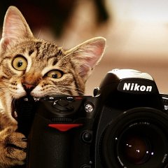 Кот и фотоапарат