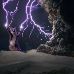 Кот и молния
