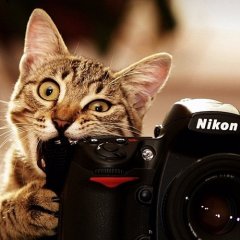 Кот Nikon