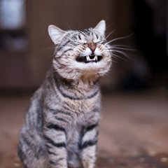 Кот ыыыыыыыы