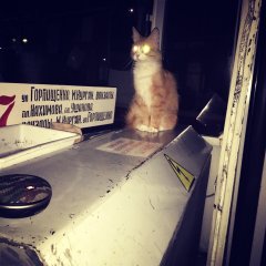 КОТ
