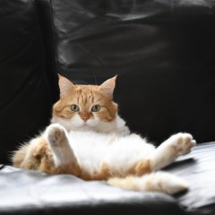 Коть