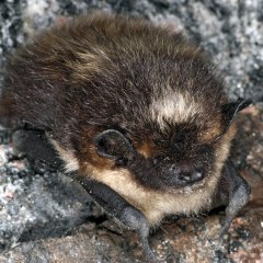 Northern bat