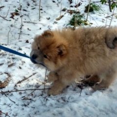 Собака не хочет ходит на поводке