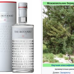 The Botanist - Можжевельник бермудский