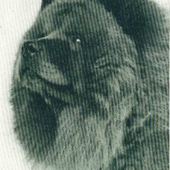 1926 Mr McElwyn Chow-Chow