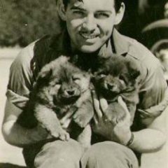 1930 Clark Gable chow bbikkel