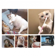 День Грустного котэ