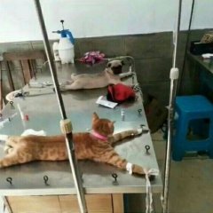 DogCat