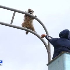 Енот и фонарный столб