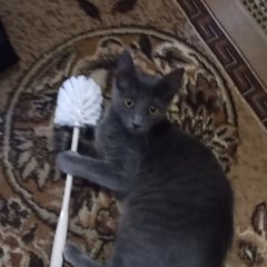 Кошка с ёршиком