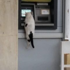 Кот банкомат