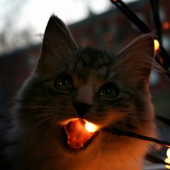 Кот ест гирлянду