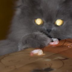 Кот воришка