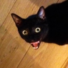 Котэ