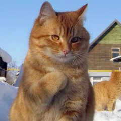 Котик где
