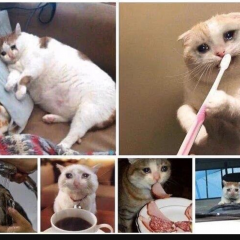 Morning cat