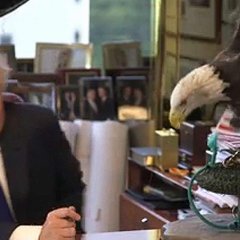 Трамп и орёл